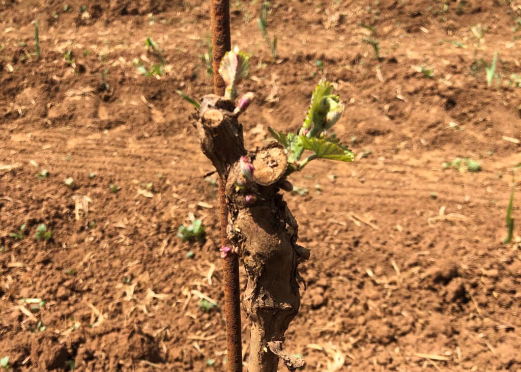 Chardonnay starts